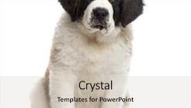  Presentation with saint - Audience pleasing slides consisting of saint-bernard puppy sitting and looking at the camera isolated on white 3 months old backdrop and a soft green colored foreground