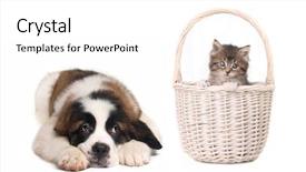  Presentation with kitten - Presentation theme with saint bernard puppy watching kitten background and a  colored foreground