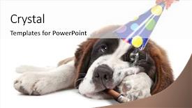  Presentation with hard job - Audience pleasing PPT theme consisting of saint bernard puppy who partied backdrop and a white colored foreground