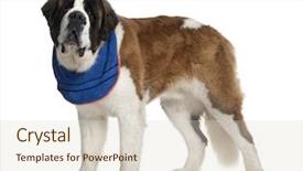  Presentation with tv show studio camera - Cool new presentation theme with saint bernard standing in front backdrop and a  colored foreground