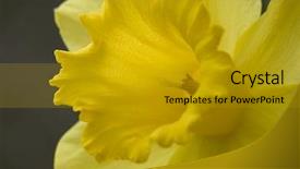  Presentation with daffodil - Slide set consisting of saint davids - close up image background and a gold colored foreground