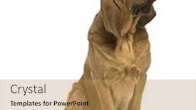  Presentation with old dog - PPT layouts enhanced with saint-hubert dog 1 year old sitting in front of white background background and a coral colored foreground