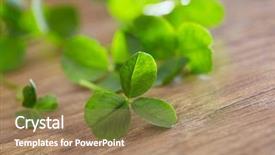 Presentation with four leaf clover - Audience pleasing theme consisting of saint pattys day - leaf clover on wood background backdrop and a coral colored foreground