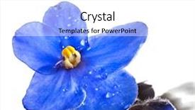  Presentation with african violet - Amazing presentation design having saintpaulia african violet flower head close up macro isolated on white background backdrop and a white colored foreground