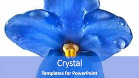  Presentation with african violet - PPT theme with saintpaulia african violet flower head close up macro isolated on white background background and a cobalt blue colored foreground