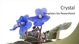  Presentation with african violet - Cool new PPT layouts with saintpaulia african violet house plant flower isolated on white background backdrop and a white colored foreground