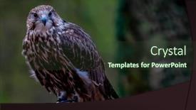  Presentation with europe - Presentation design featuring saker-falcon-falco-cherrug background and a tawny brown colored foreground
