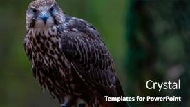  Presentation with europe - Presentation theme having saker-falcon-falco-cherrug background and a black colored foreground