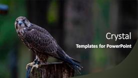  Presentation with europe - Presentation consisting of saker-falcon-falco-cherrug background and a dark gray colored foreground