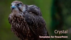  Presentation with europe - PPT layouts featuring saker-falcon-falco-cherrug background and a wine colored foreground