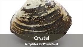  Presentation with clam - PPT theme featuring sakhalin surf clam japanese bivalve background and a  colored foreground