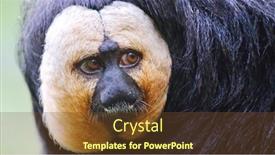  Presentation with monkey - Slide set with saki-monkey-pithecia-pithecia-portrait background and a tawny brown colored foreground