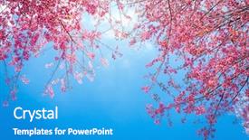  Presentation with sakura - Colorful PPT layouts enhanced with sakura - beautiful pink flower blossom backdrop and a teal colored foreground