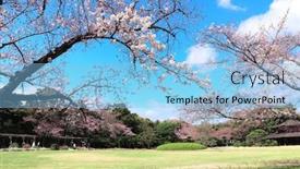  Presentation with japan sakura - Amazing presentation design having sakura-blossom-season-in-japan backdrop and a light blue colored foreground