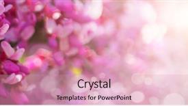  Presentation with sakura - Presentation theme with sakura branch pink background and a lemonade colored foreground