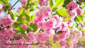  Presentation with cherry blossom - Presentation enhanced with sakura cherry blossom cherry tree background and a coral colored foreground