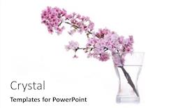  Presentation with sakura - Theme with sakura-cherry-blossom-in-glass background and a white colored foreground