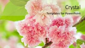  Presentation with cherry blossom - Slide set enhanced with sakura cherry blossom in spring background and a soft green colored foreground