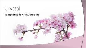  Presentation with sakura - PPT layouts having sakura-cherry-blossom-isolated background and a white colored foreground