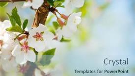  Presentation with sakura - Slide set with sakura-cherry-blossom-sunny-spring background and a sky blue colored foreground