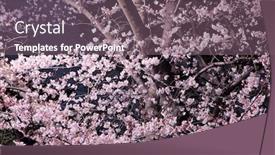  Presentation with sakura - Audience pleasing presentation design consisting of sakura-flower-at-night backdrop and a violet colored foreground