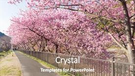  Presentation with japan sakura - Audience pleasing slides consisting of sakura flower in japan backdrop and a coral colored foreground