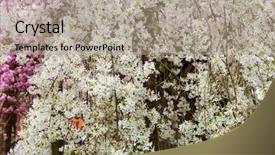  Presentation with sakura - Amazing slide set having sakura flower - nature floral background backdrop and a mint green colored foreground
