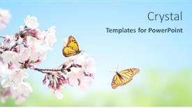 Presentation with monarch butterflies - Amazing slide deck having sakura-flowers-and-two-monarch backdrop and a white colored foreground