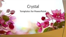  Presentation with pink flowers - Presentation design consisting of sakura flowers blooming beautiful pink background and a white colored foreground