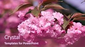  Presentation with flower beautiful lilac border - Audience pleasing slide deck consisting of sakura flowers bright beautiful landscape backdrop and a violet colored foreground