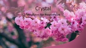  Presentation with beautiful spring flowers - Cool new PPT layouts with sakura flowers bright beautiful landscape backdrop and a coral colored foreground