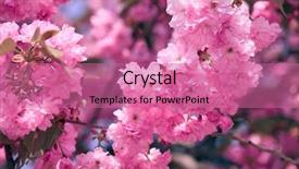  Presentation with beautiful spring flowers - Slide deck consisting of sakura flowers bright beautiful landscape background and a coral colored foreground