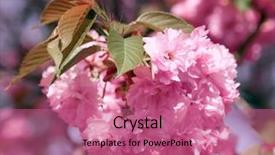  Presentation with beautiful spring flowers - Cool new slide deck with sakura flowers bright beautiful landscape backdrop and a coral colored foreground