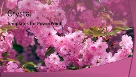  Presentation with beautiful spring flowers - Audience pleasing PPT layouts consisting of sakura flowers bright beautiful landscape backdrop and a coral colored foreground