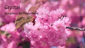  Presentation with beautiful spanish landscape costa blanca - Slide deck consisting of sakura flowers bright beautiful landscape background and a coral colored foreground