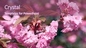  Presentation with beautiful spanish landscape costa blanca - Audience pleasing presentation theme consisting of sakura flowers bright beautiful landscape backdrop and a violet colored foreground