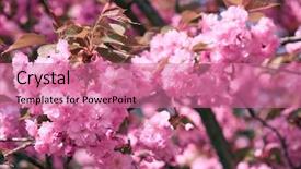  Presentation with beautiful spring flowers - Audience pleasing PPT theme consisting of sakura flowers bright beautiful landscape backdrop and a coral colored foreground