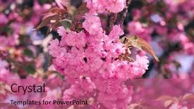  Presentation with beautiful spring flowers - Presentation theme having sakura flowers bright beautiful landscape background and a coral colored foreground