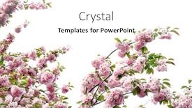  Presentation with sakura - PPT layouts enhanced with sakura-flowers-on-a-spring background and a white colored foreground