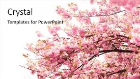  Presentation with sakura - Colorful slide deck enhanced with sakura-flowers-on-a-spring backdrop and a sky blue colored foreground