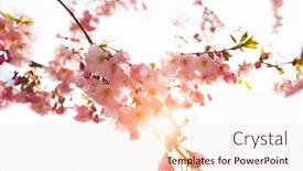  Presentation with blurred flowers - Beautiful slide deck featuring sakura-flowers-over-blurred-background backdrop and a lemonade colored foreground