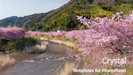  Presentation with japan sakura - Audience pleasing PPT theme consisting of sakura in japan backdrop and a coral colored foreground