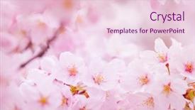  Presentation with sakura - Audience pleasing presentation design consisting of sakura in pink backdrop and a lemonade colored foreground