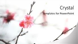  Presentation with japanese cherry blossom - Audience pleasing PPT layouts consisting of sakura japanese cherry blossoms backdrop and a white colored foreground
