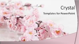  Presentation with sakura - Beautiful PPT theme featuring sakura on a white background backdrop and a white colored foreground