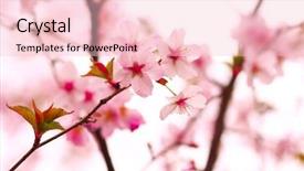  Presentation with sakura - Amazing PPT theme having sakura spring blossoms shallow dof backdrop and a lemonade colored foreground