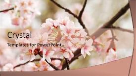  Presentation with sakura - Colorful slide deck enhanced with sakura spring blossoms shallow dof backdrop and a coral colored foreground