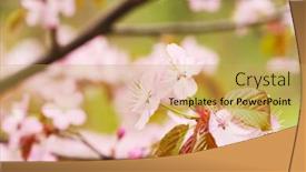  Presentation with sakura - Theme with sakura spring blossoms with shallow depth of field background and a yellow colored foreground