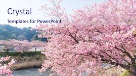  Presentation with tree river - Amazing theme having sakura tree and river backdrop and a sky blue colored foreground