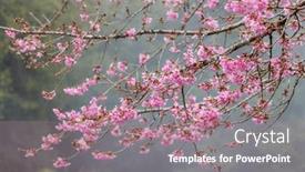 Presentation with bloom - PPT theme enhanced with sakura-tree-in-bloom-over background and a coral colored foreground